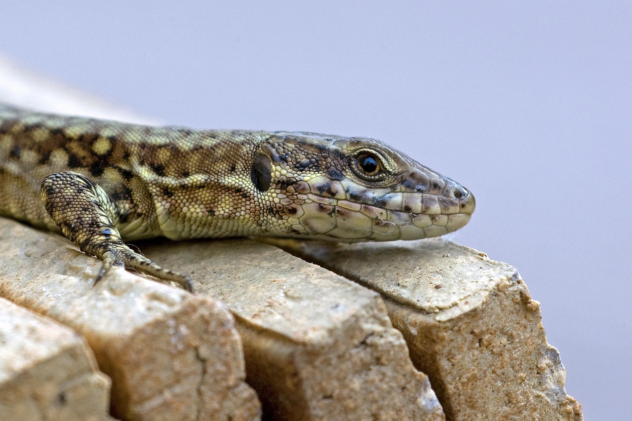 长江移动实名账号：详情下载教程美育云端课堂app